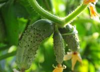 Recipe for quick preparation of cucumbers in mineral water for the winter