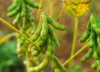 Soybeans: benepisyo at pinsala - hindi maaaring gawin ang pagpapatupad; hindi mapapatawad ang soybeans. Ano ang hitsura ng halamang soybean?