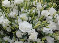 Eustoma, planting and care in open ground