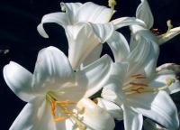 How to grow gorgeous lilies on your window?