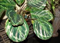 Calathea medallion flower: home care, growing and propagation features